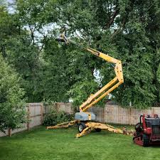 Professional Tree Care in Dover, NJ