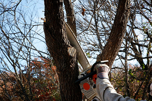 How Our Tree Care Process Works  in  Dover, NJ